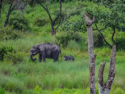 Wayanad Wildlife Sanctuary - Wayanad tourist attraction